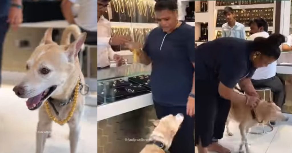 Gold Chain Gifted For Pet Dogs Birthday