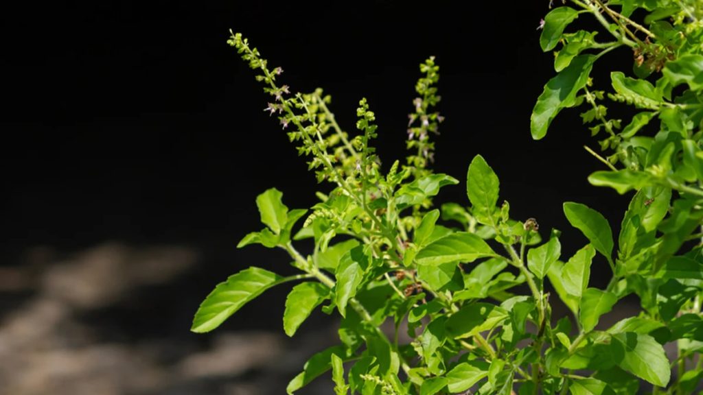 Health Benefits Of Tulsi