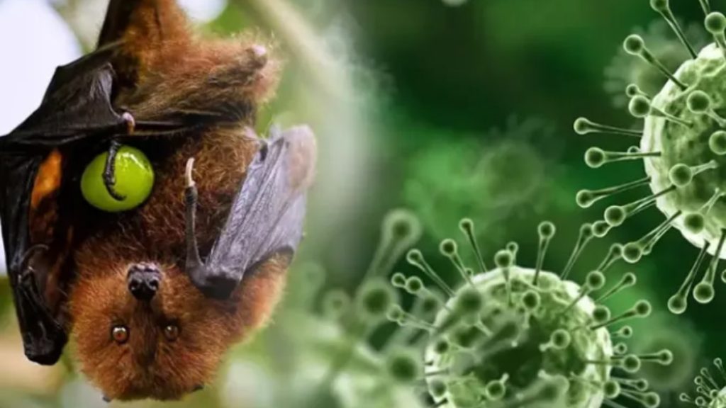 Nipah Sample Results Will Be Out Today