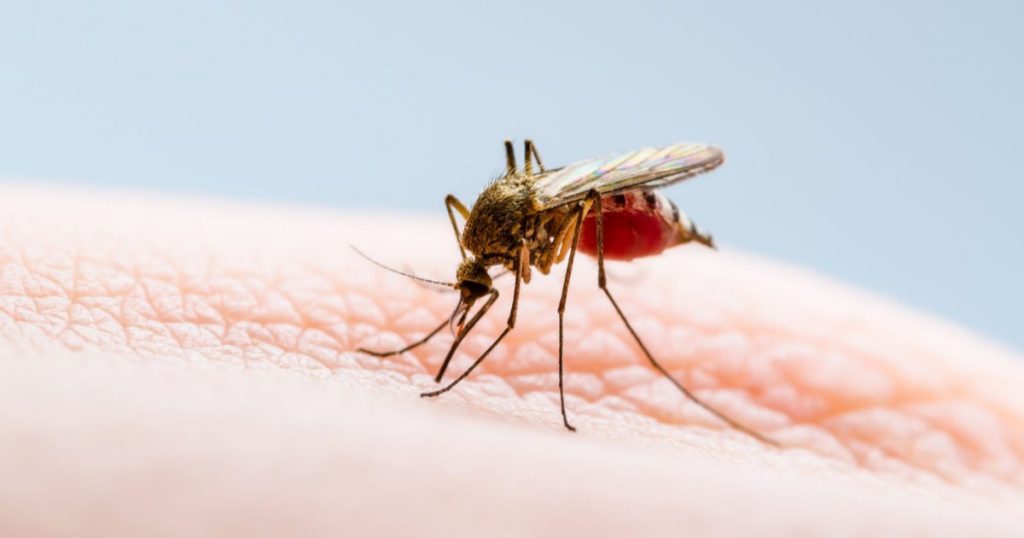 West Nile Fever Death Case Reported