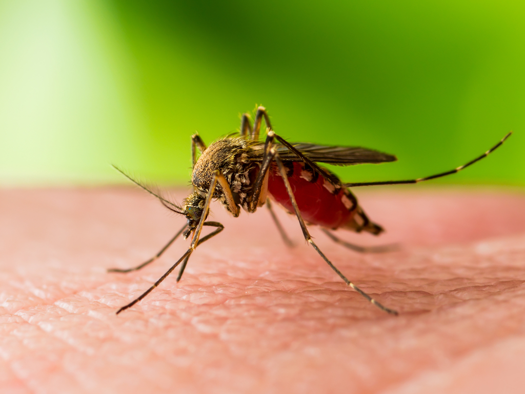 West Nile Fever Death Case Reported