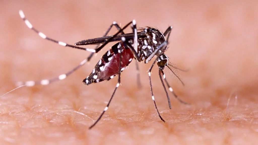 More Dengue Cases Registered