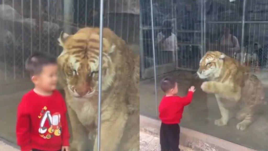 Littile Boy's Viral Video With Tiger