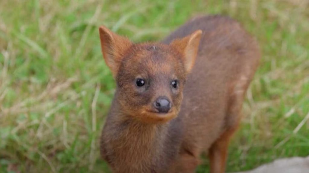 Naming For Southern Pudus From Poland