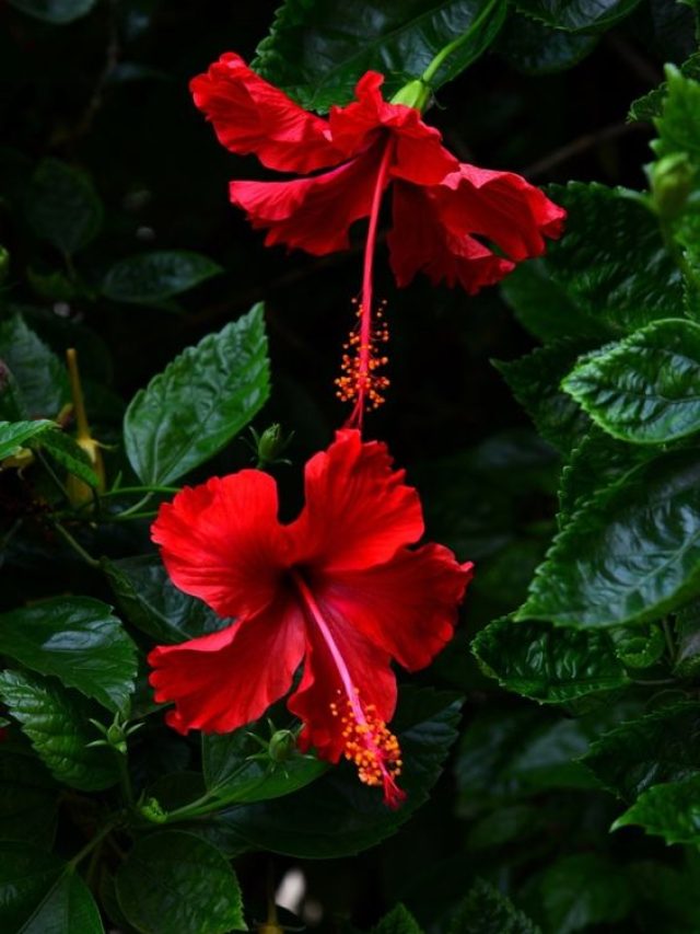 Hibiscus