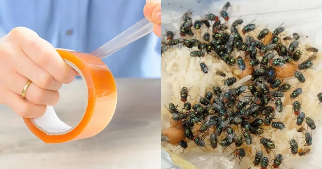 Get-Rid-of-Houseflies