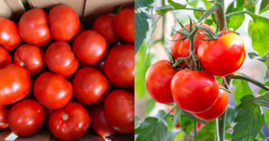 Tips-to-keep-tomatoes-fresh-1