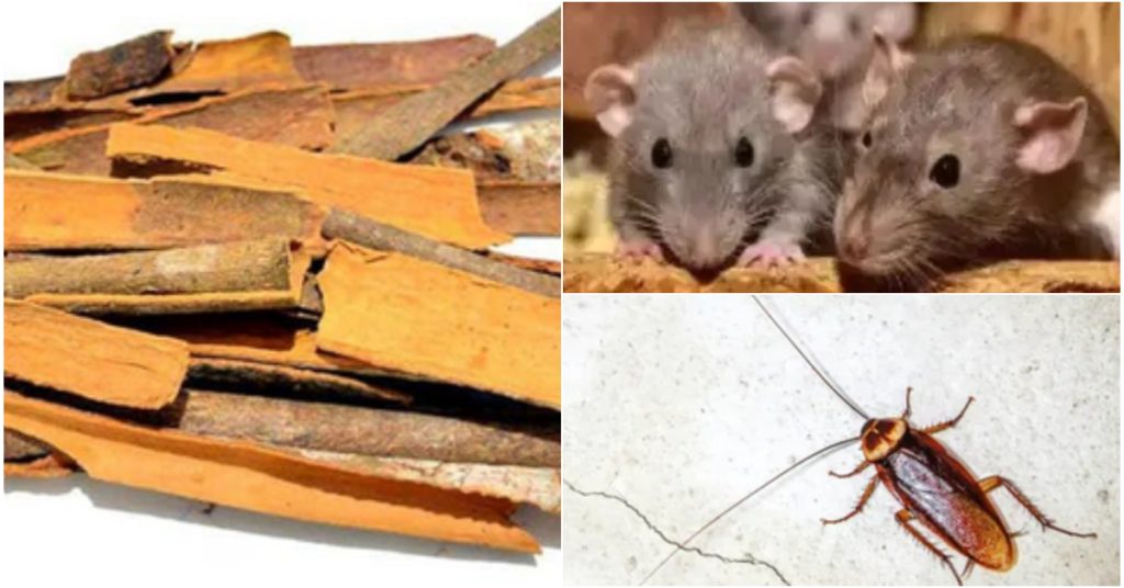 Rat Control Tip Malayalam