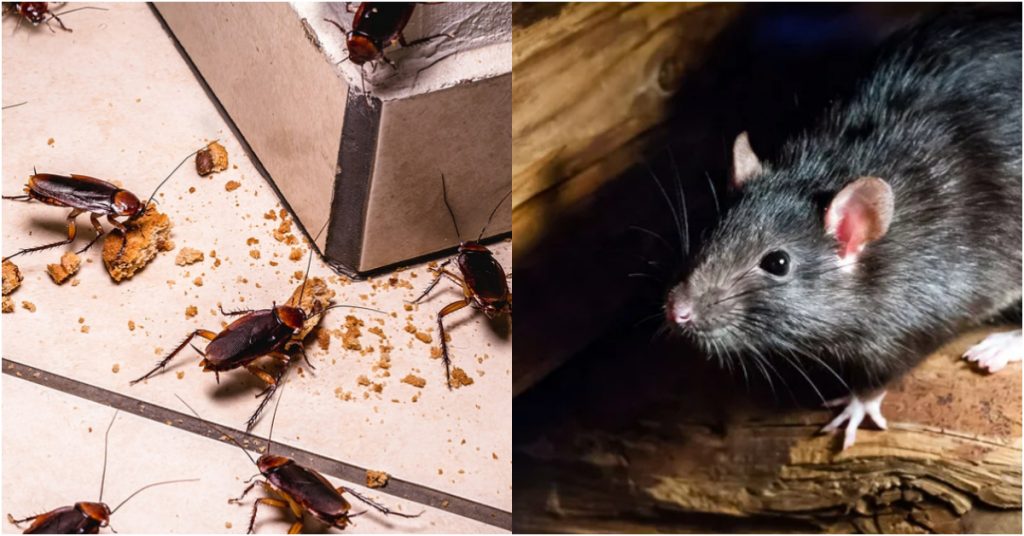 How To Get Rid Cockroaches In House