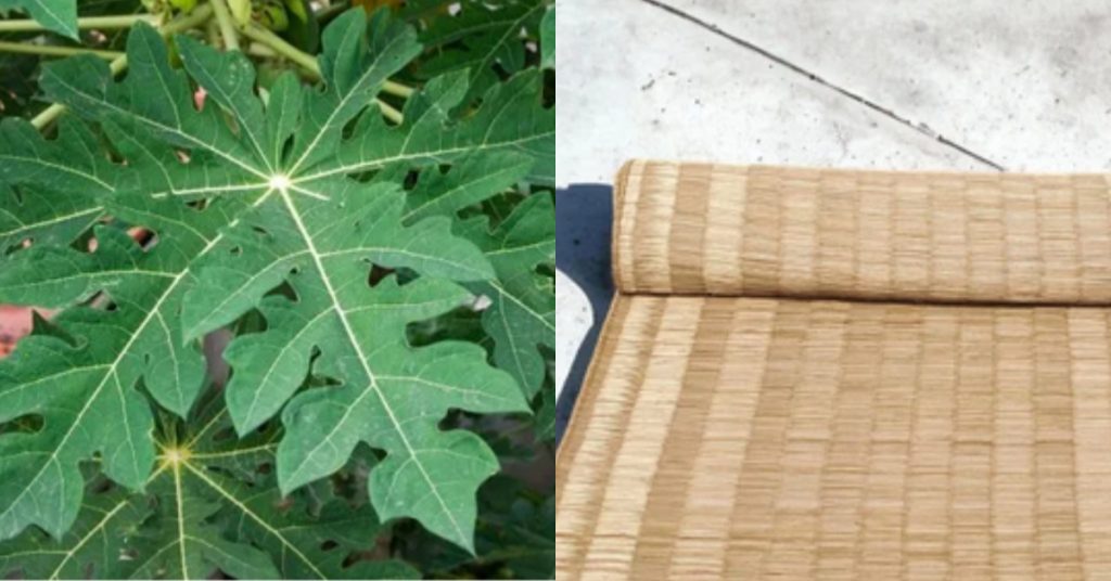 Pappaya Leaf Tip (2)