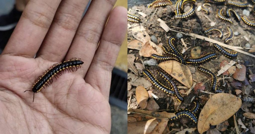 Tip-To-Get-Rid-of-Cheratta