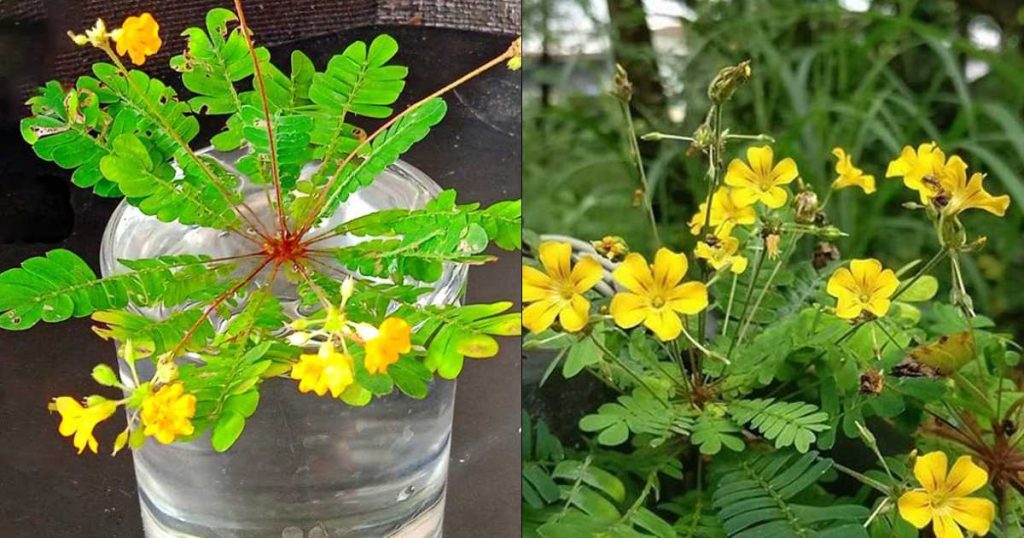 health-benifits-of-Mukkutti-Plant