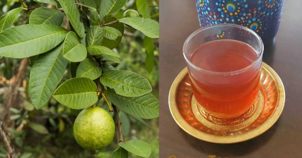 Guvava-Leaves-Benefits