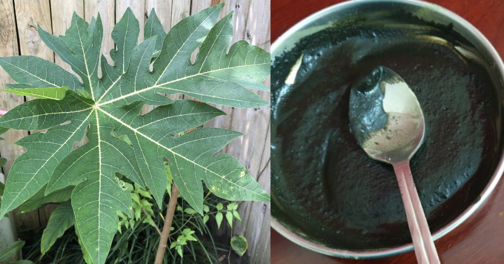 Natural-Hair-Dye-Using-Papaya-Leaves
