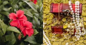 Hibiscus-Plant-Lucky-Astrology