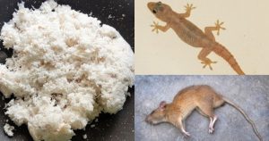 Grated Coconut Rat Control Hack
