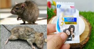 rat