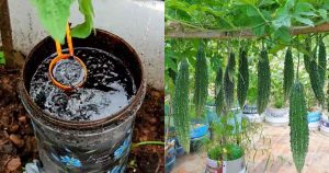 Best-Organic-Fertilizer-Making-Tip