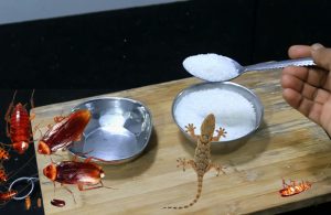 Get-Rid-Of-Lizard-And-Cockroach-Using-Sugar