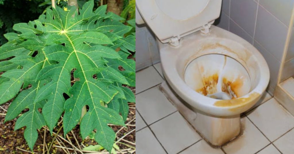 Toilet-Cleaning-Easy-Tips-Using-Pappaya-Leaf