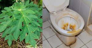 Toilet-Cleaning-Easy-Tips-Using-Pappaya-Leaf