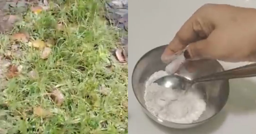 grass