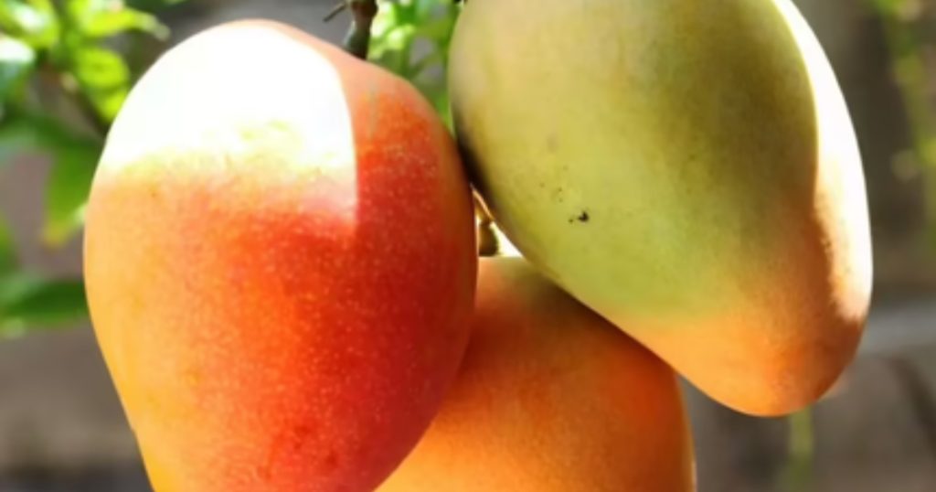 mango